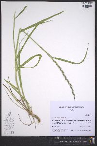 Lolium perenne subsp. multiflorum image