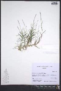 Muhlenbergia schreberi image