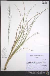 Muhlenbergia torreyana image