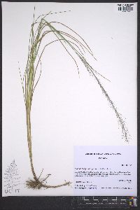 Muhlenbergia torreyana image