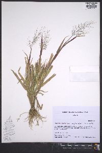 Panicum philadelphicum image