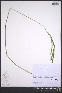 Paspalum dilatatum image