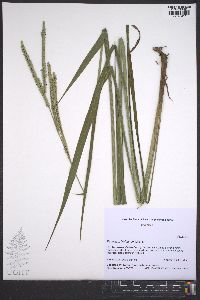 Paspalum floridanum image