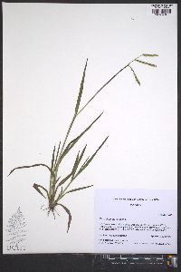 Paspalum laeve image