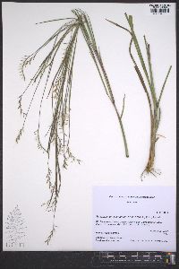 Schizachyrium scoparium var. divergens image