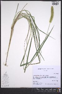 Setaria pumila image