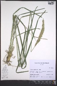 Tridens strictus image