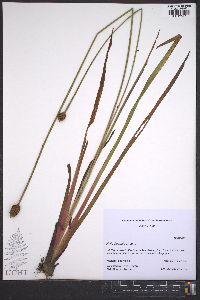 Xyris difformis image