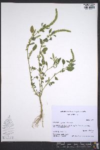 Amaranthus palmeri image