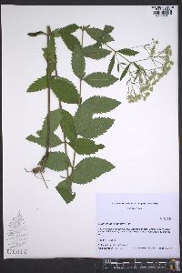 Eupatorium scabridum image