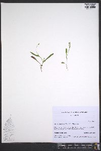 Krigia cespitosa image