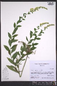 Solidago rugosa var. rugosa image