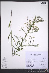 Symphyotrichum estesii image