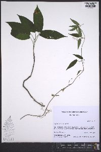 Bignonia capreolata image