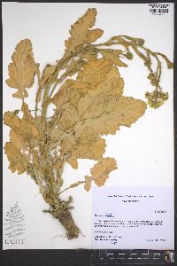 Brassica rapa image