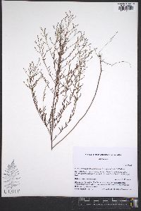 Lechea pulchella var. ramosissima image