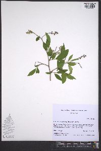 Lyonia ligustrina var. ligustrina image