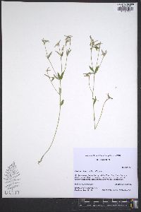 Croton michauxii image