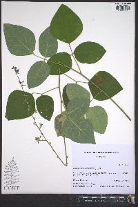 Desmodium viridiflorum image