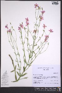 Sabatia brachiata image