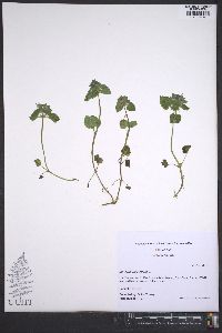 Lamium purpureum image