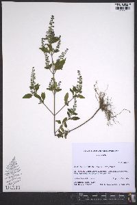 Mosla dianthera image