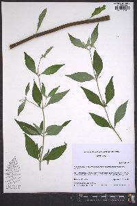 Pycnanthemum pycnanthemoides var. pycnanthemoides image