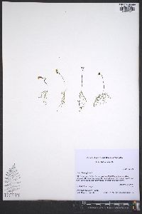 Utricularia gibba image