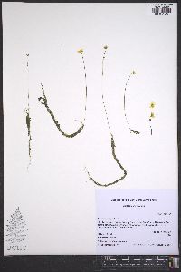 Utricularia gibba image