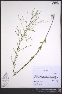 Linum striatum image