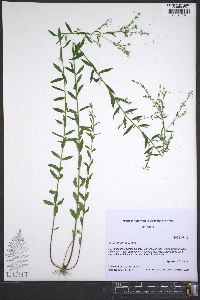 Linum striatum image
