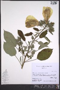 Hibiscus moscheutos image