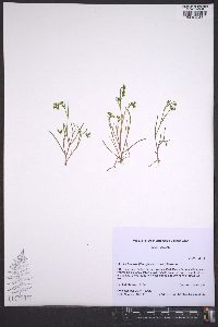 Montia linearis image