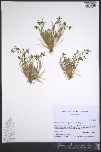 Montia linearis image