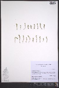 Lysimachia minima image