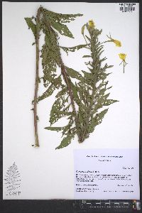 Oenothera villosa image