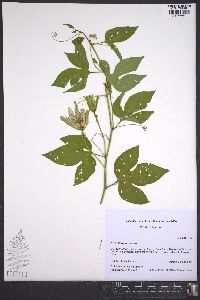 Passiflora incarnata image
