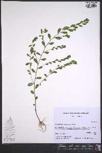 Phyllanthus caroliniensis image