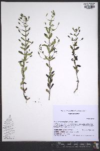 Mecardonia acuminata image