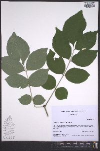 Fraxinus biltmoreana image