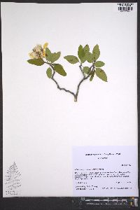 Malus angustifolia image