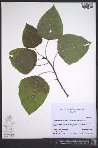 Populus deltoides subsp. deltoides image