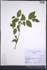 Ulmus alata image