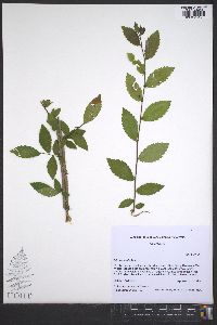 Ulmus alata image