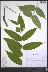 Ailanthus altissima image