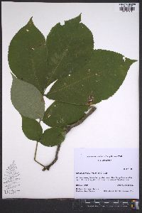 Carya laciniosa image