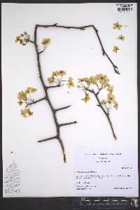 Pyrus calleryana image