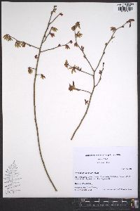 Vaccinium fuscatum image