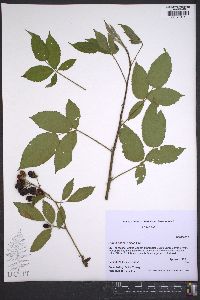 Rubus pensilvanicus image