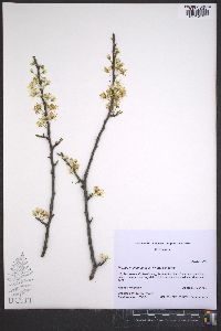 Prunus munsoniana image